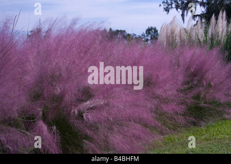 Sweetgrass blühen an den Ufern des Flusses Ashley auf Middleton Place Plantage in Charleston SC Stockfoto