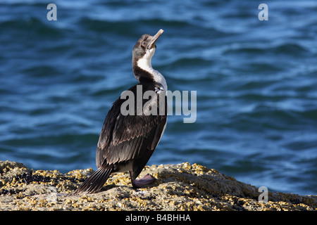 Sea Bird am Halbinsel Valdez, Patagonien, Argentinien. Rock Shag - (Phalacrocorax Magellanicus) Stockfoto