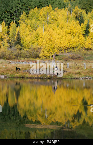 ein Mann Fliegenfischen um Forellen im Herbst auf einem hohen Berg-See in Colorado Bach Stockfoto