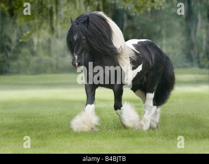 Gypsy Vanner Horse Hengst trabt Stockfoto