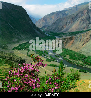 Rhododendron in Blüte und der Chulyshman River Canyon. Altai, Sibirien, Russland Stockfoto