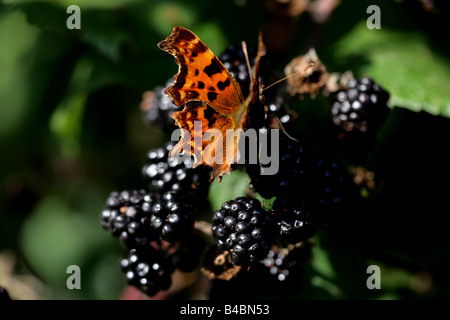 "Komma Schmetterling (Polygonia c-Album) auf Blackberry" Stockfoto