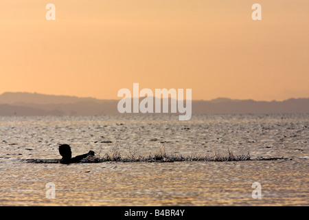 Ein Darlehen Fischer wirft und wirft sein Netz in Nicaragua-See bei Sonnenuntergang in der Silhouette. Stockfoto