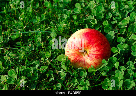 Ein leuchtender roter Apfel vom Baum fühlte und liegt in einem nassen grünen Klee - Lothringen - Frankreich Stockfoto