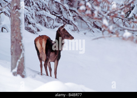 Rothirsch (Cervus Elaphus), Hinterbeine im verschneiten Wald Stockfoto
