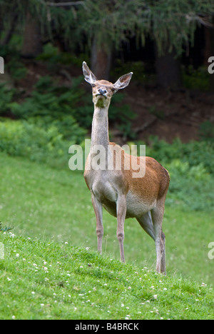 Rothirsch (Cervus Elaphus), Hind die Luft testen Stockfoto