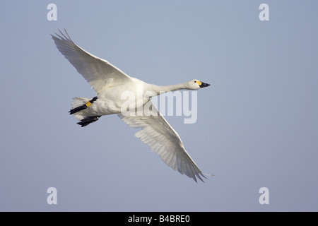 Bewick ´s Schwan (Cygnus Columbianus), Erwachsene, im Flug; Slimbridge, Gloucestershire, England; Januar Stockfoto