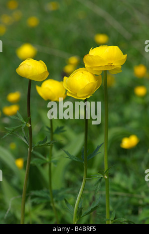 Europäischen Globeflower, Trollblume (Trollblume Europaeus), Blüte Stockfoto