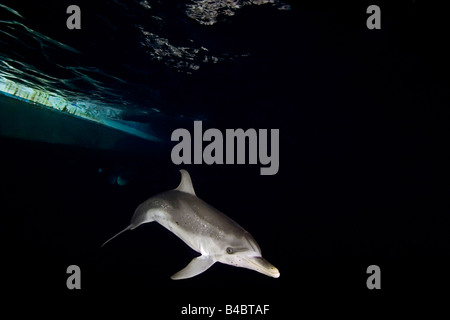 Atlantic Spotted Delphin, Stenella Frontalis, Jagd auf Tintenfische und Fische, die Boot-Licht in der Nacht, Grand Bahama Medienerlebnis Stockfoto