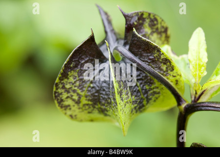 Samenkapsel der Shoo Fly Pflanze Nicandra physaloides Stockfoto