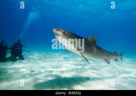 Tigerhai Galeocerdo Cuvier und Taucher West End Grand Bahama-Atlantik Stockfoto