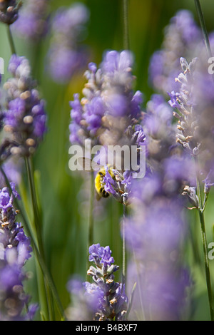 Bienen bestäuben Wildblumen Stockfoto