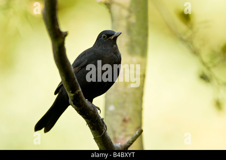 Schwarzer Vogel "Turdus Marula" thront auf einem Ast in einem Wald im Vereinigten Königreich. Stockfoto