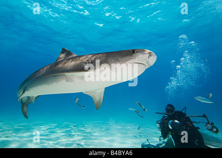 Tigerhai Galeocerdo Cuvier und Taucher West End Grand Bahama-Atlantik Stockfoto