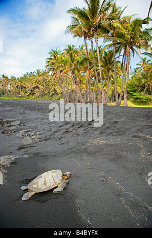 Grüne Meeresschildkröte Chelonia Mydas Aalen in der Sonne Punalu u Black Sand Beach Big Island Hawaii Pacific Ocean Stockfoto