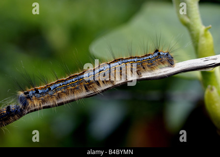 Lakai-Falter-Raupe Stockfoto