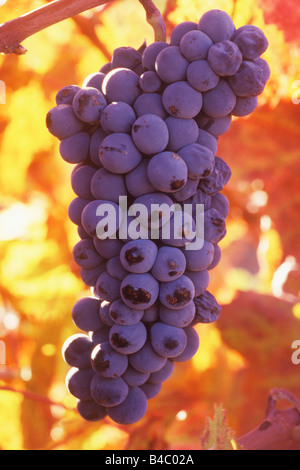 Trauben reifen in der Napa Valley in Kalifornien Stockfoto