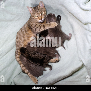 Tabby Katze mit ihren sieben Kätzchen, acht Tage alt Stockfoto