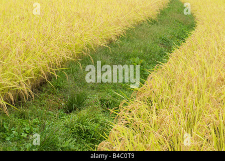 Golden grüner Reis folgt die dunklere grüne Kurve der begrünte Seite des ein Reisfeld Tsumango Nagano Japan 25. September 2008 Stockfoto