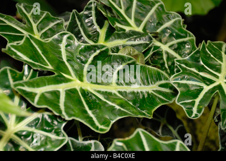 Afrikanische Maske Alocasia Polly Stockfoto