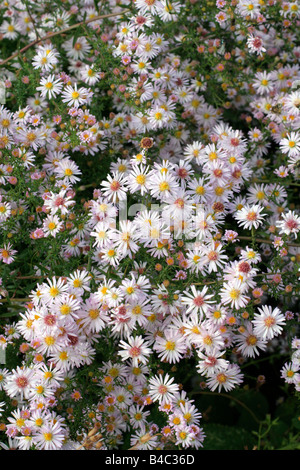 ASTER ERICOIDES ROSA SCHLEIER Stockfoto