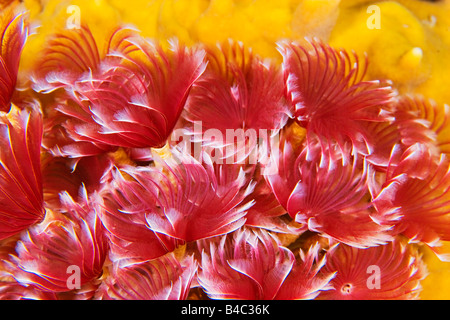 soziale Staubwedel Würmer, Bispira Brunnea, segmentierte Würmer, violette Sorte, ernähren sich von Plankton in der Nacht, Grand Bahama Stockfoto