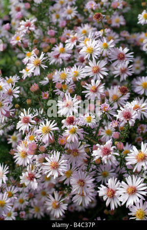 ASTER ERICOIDES ROSA SCHLEIER Stockfoto