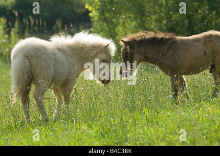 Miniature Horse Fohlen spielen Stockfoto