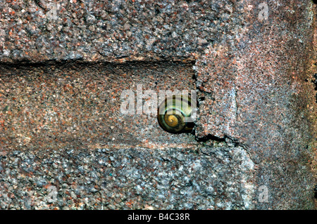 Brown-lippige Schnecke (Bänderschnecken Nemoralis) angebracht zu A Breeze Blockwand. Stockfoto