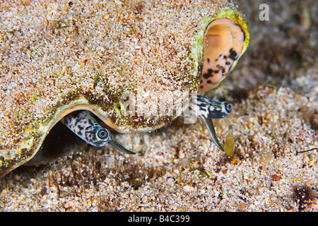 Augen und Tentakeln von Queen oder Pink Conch begeistert Gigas Zucker Wrack West End Grand Bahamas Atlantik Stockfoto