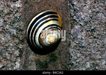 Brown-lippige Schnecke (Bänderschnecken Nemoralis) angebracht zu A Breeze Blockwand. Stockfoto