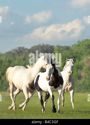 Drei amerikanische Paint Quarter Horse Stuten laufen uns gegenüber Stockfoto