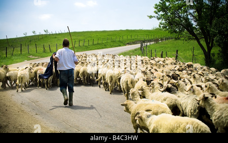 Traditionelle Landwirtschaft Hirte mit seiner Schafherde Stockfoto