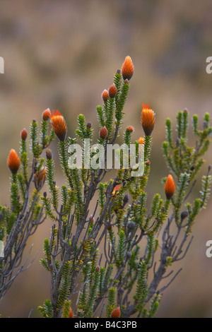 Wildblumen auf Bush, Mt. Cotopaxi in Ecuador Stockfoto