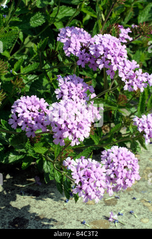 EISENKRAUT LA FRANCE Stockfoto