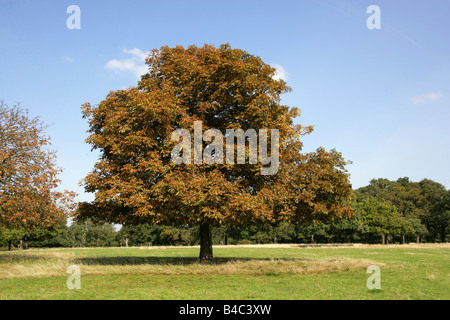 Pferd-Kastanie, Aesculus hippocastanum Stockfoto