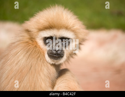 Weiß übergab Gibbon Stockfoto