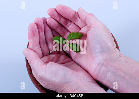 Frau hält einen Sämling Stockfoto