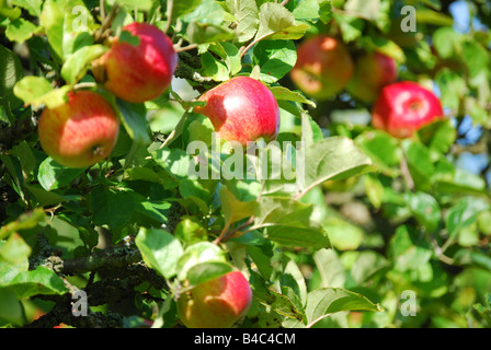 Apfelbäume im Obstgarten, Penshurst, Kent, England, Vereinigtes Königreich Stockfoto