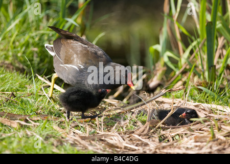 Teichhuhn Fütterung zwei Küken Stockfoto