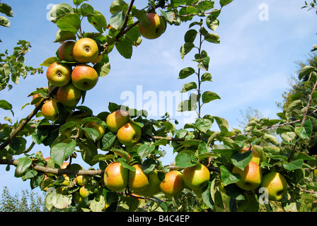 Apfelbäume im Obstgarten, Penshurst, Kent, England, Vereinigtes Königreich Stockfoto