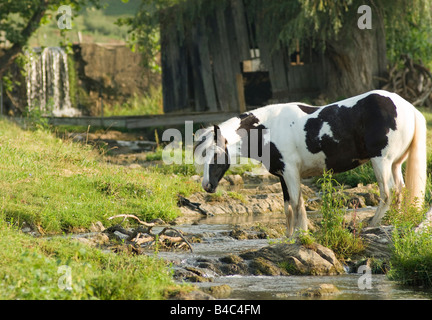 Gypsy Vanner Pferde im Wasser Stockfoto