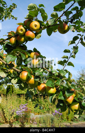 Apfelbäume im Obstgarten, Penshurst, Kent, England, Vereinigtes Königreich Stockfoto