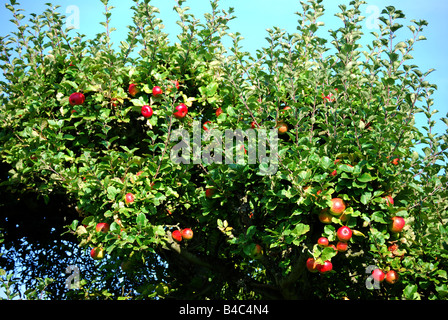 Apfelbäume im Obstgarten, Penshurst, Kent, England, Vereinigtes Königreich Stockfoto