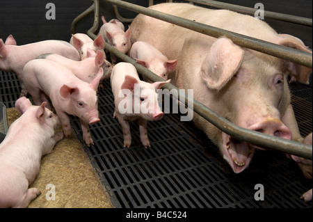 Ein Schwein und Ferkel in einem Stift auf einer Schweinefarm UK Stockfoto