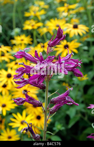 LOBELIA X SPECIOSA HADSPEN PURPLE Stockfoto