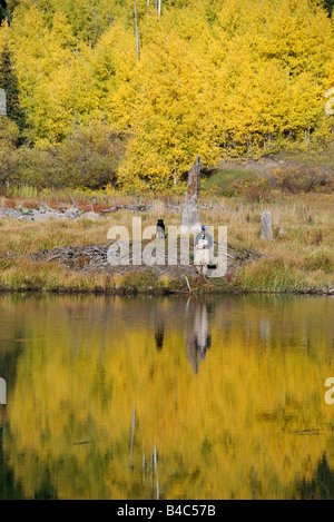 Eine Mann-Fliege fischt um Forellen mit seinem Hund in einem hohen alpinen See im Herbst, Colorado Bach Stockfoto