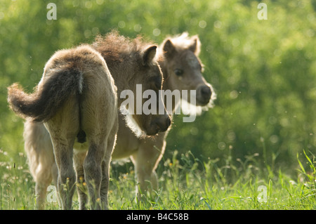 Miniature Horse Fohlen spielen Stockfoto