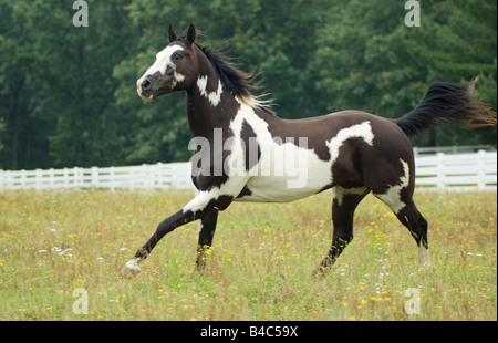 American Paint Quarter Horse Wallach in Wildblumen Stockfoto