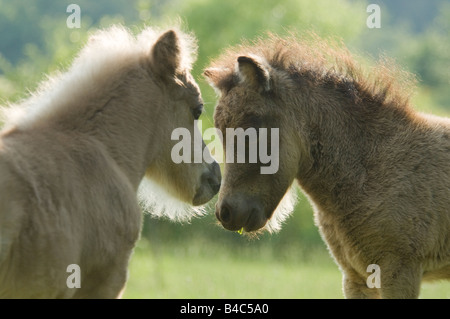 Miniature Horse Fohlen spielen Stockfoto